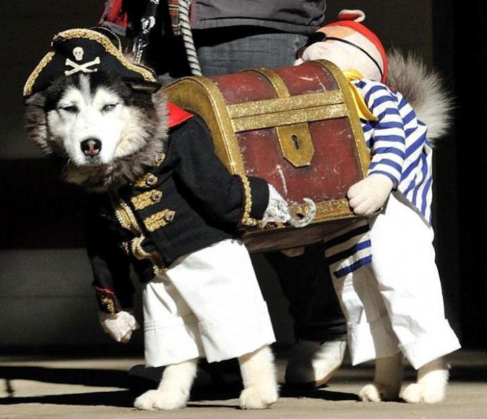 Click image for larger version. 

Name:	dog.jpg 
Views:	62 
Size:	64.3 KB 
ID:	1587