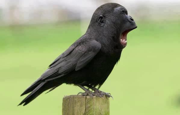 Click image for larger version. 

Name:	bird.jpg 
Views:	304 
Size:	17.0 KB 
ID:	4216