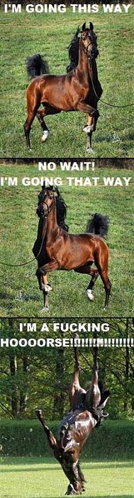 Click image for larger version. 

Name:	orse.jpg 
Views:	63 
Size:	58.4 KB 
ID:	509