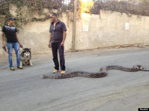 Click image for larger version. 

Name:	o-GUY-WALKS-SNAKE-570.jpg 
Views:	45 
Size:	32.7 KB 
ID:	2389