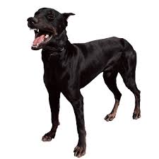Click image for larger version. 

Name:	Black dog.jpg 
Views:	1 
Size:	5.2 KB 
ID:	7317