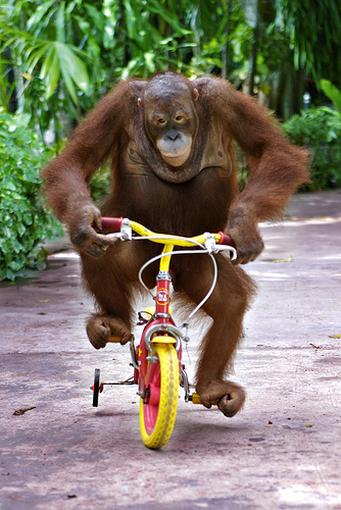 Click image for larger version. 

Name:	An orangutan monkey riding a bike.jpg 
Views:	12 
Size:	38.9 KB 
ID:	3370